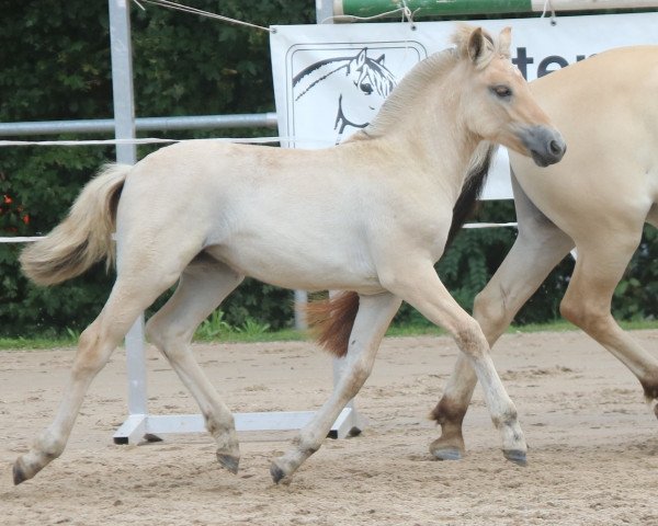 Pferd Alina (Fjordpferd, 2023, von Vacceur)