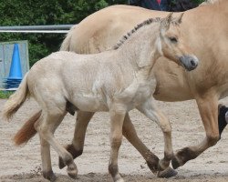 horse Gion (Fjord Horse, 2023, from Gunnar)