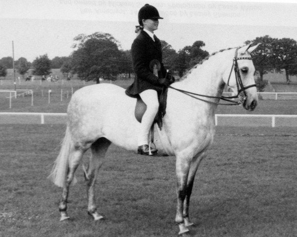 Pferd Solway Morning Glory (British Riding Pony,  , von Twylands Troubadour)