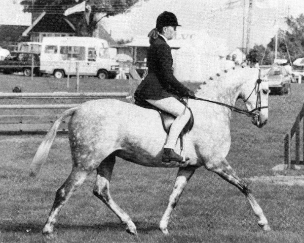 Zuchtstute Rotherwood Victoria (British Riding Pony, 1983, von Twylands Troubadour)