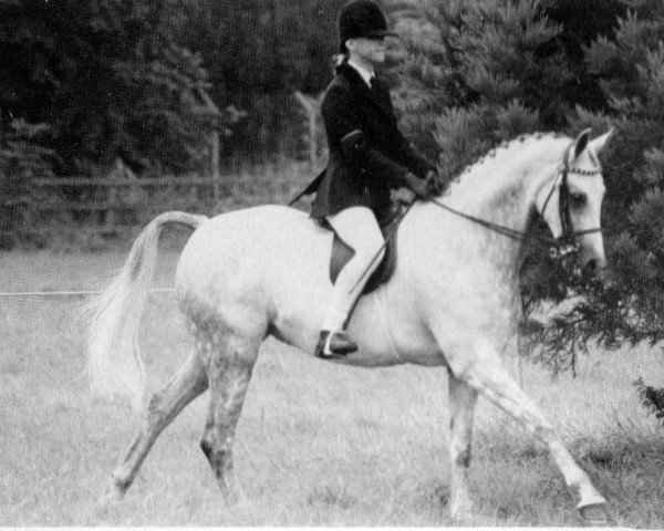 Pferd Oakley Royal (Arabisches Halbblut / Partbred, 1977, von Oakley (C) Bubbling Spring)