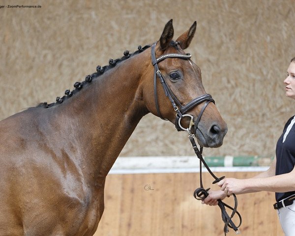 Zuchtstute Fountain of Luck (Trakehner, 2014, von Glücksruf I)