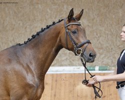 broodmare Fountain of Luck (Trakehner, 2014, from Glücksruf I)