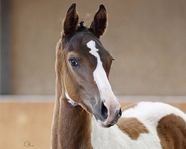 dressage horse Camar Graziano AA (Anglo-Arabs, 2023, from Gabun)