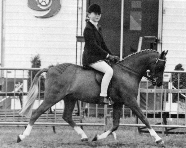 horse Harmony Bubbling Champagne (British Riding Pony, 1974, from Oakley (C) Bubbling Spring)