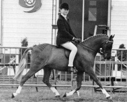 horse Harmony Bubbling Champagne (British Riding Pony, 1974, from Oakley (C) Bubbling Spring)