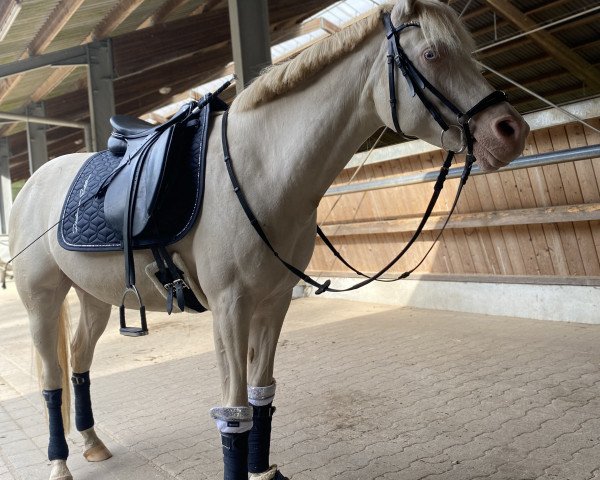 horse El Colora Elmira (Arab half breed / Partbred, 2013, from HAB Valkarios)