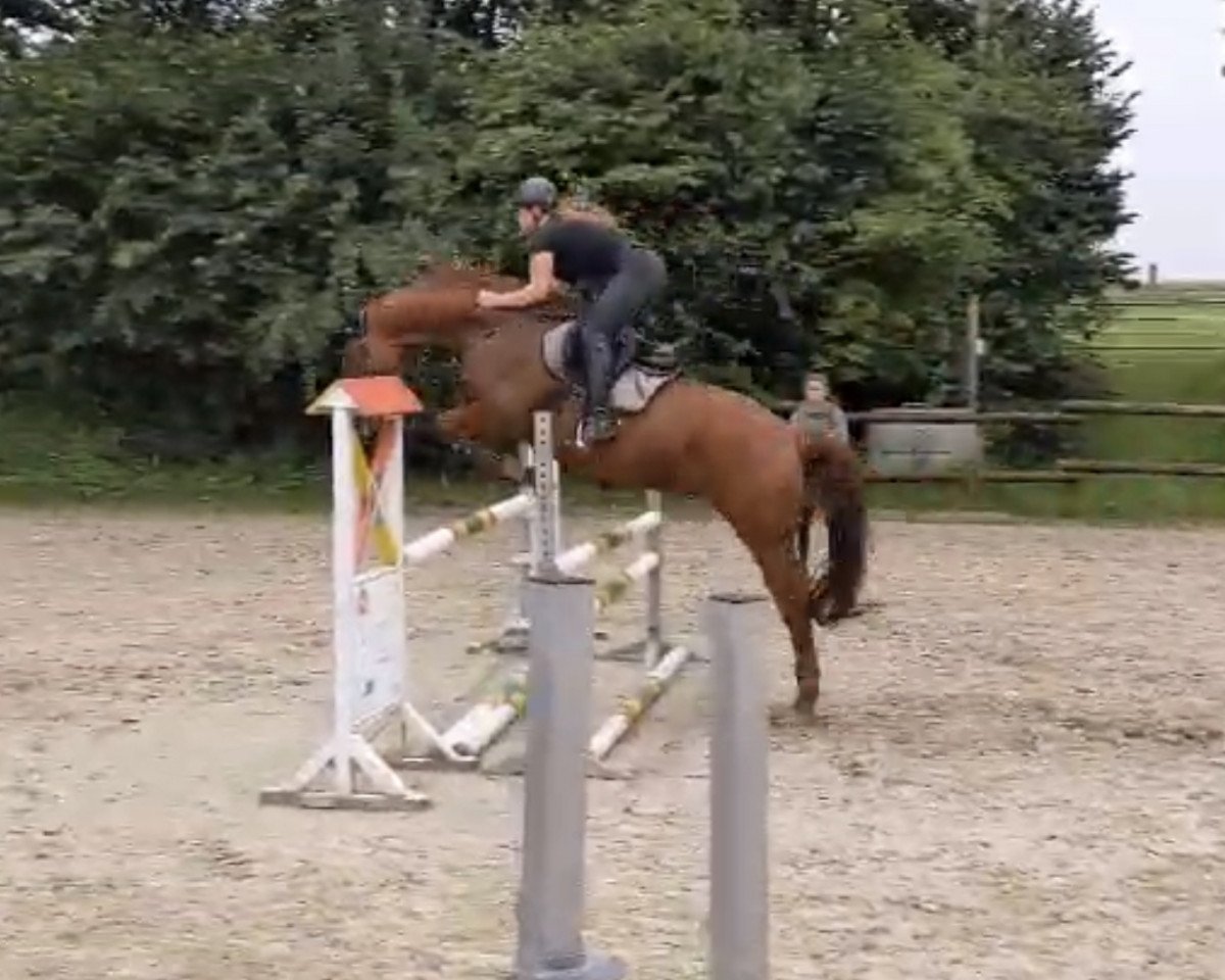 jumper Sir Casper Fox (Westphalian, 2008)