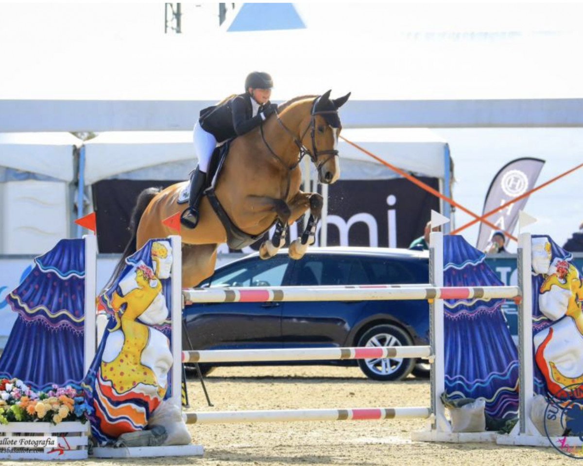 jumper Klaverjasser Vdb (KWPN (Royal Dutch Sporthorse), 2015, from Dexter R)