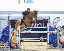 jumper Klaverjasser Vdb (KWPN (Royal Dutch Sporthorse), 2015, from Dexter R)