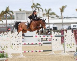 jumper King Kong W (KWPN (Royal Dutch Sporthorse), 2015, from Diamant de Semilly)