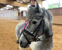 horse Keep on rocking Little Gypsy (Irish Sport Horse, 2018)