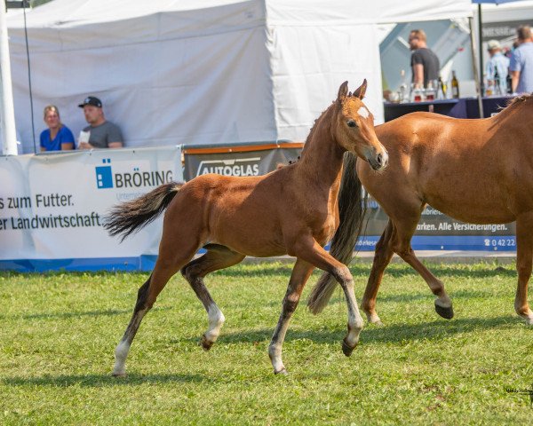 dressage horse Penelope Garcia (German Riding Pony, 2023, from Proud Rocketti)