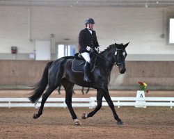 dressage horse Dark Coolness (Hanoverian, 2018, from Daytona)