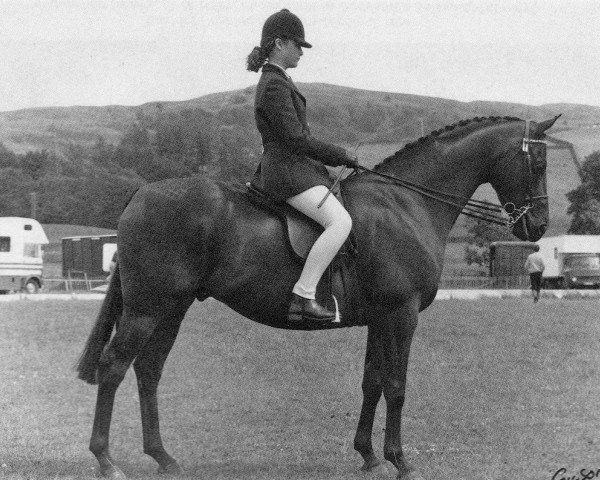 horse Cauldwells Artful Dodger (British Riding Pony,  , from Small-Land Mambrino)