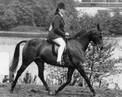 Zuchtstute Bladon Mayday (Arabisches Halbblut / Partbred, 1980, von Bladon Little Man)