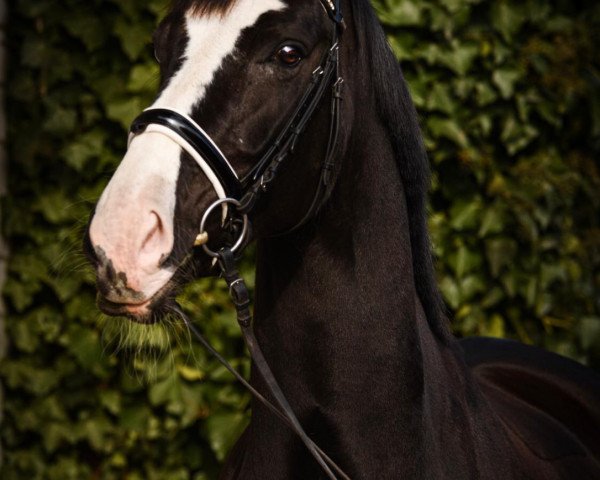 dressage horse Dancier's Delight LT (Hanoverian, 2010, from Dancier)
