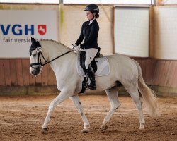 dressage horse Castledermot James (unknown, 2017)