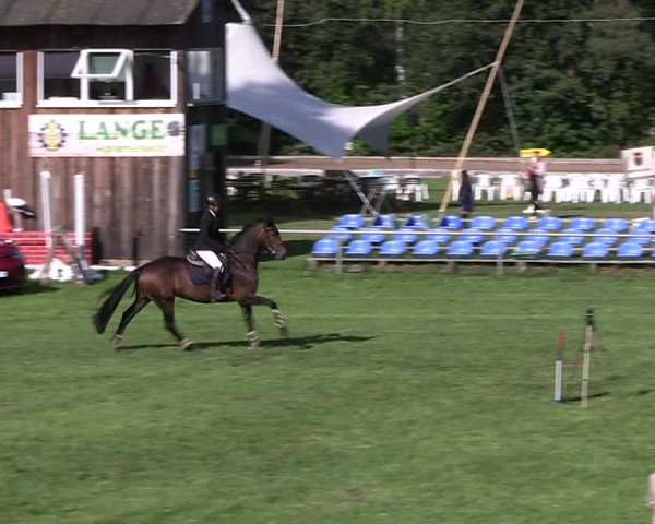 Reitturnier Dannenberg 2023