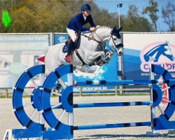 jumper Corvette van't Koningshof Z (Zangersheide riding horse, 2013, from Clarissimo Z)