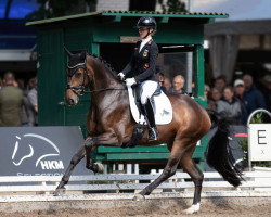 dressage horse First Date OLD (Oldenburg, 2017, from For Dance)