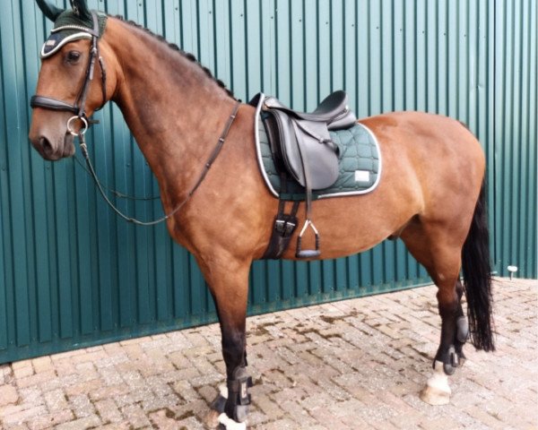 horse Grandioosos (KWPN (Royal Dutch Sporthorse), 2011, from Saffraan)