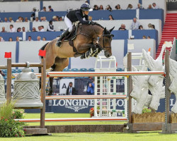 jumper Imar (KWPN (Royal Dutch Sporthorse), 2013, from Carrera VDL)