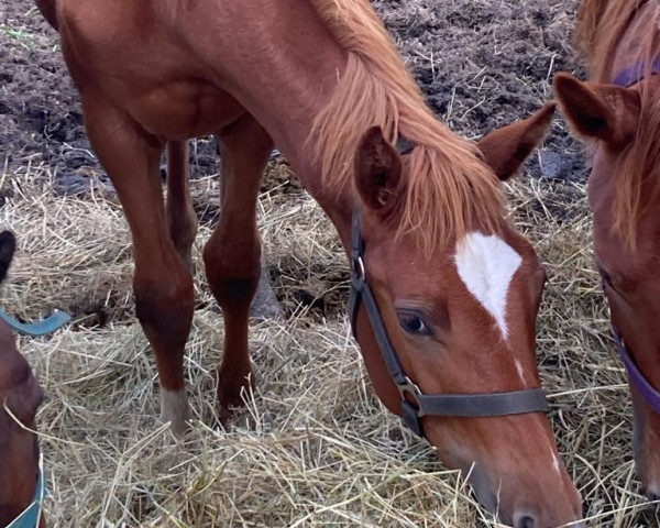 Pferd Safari (Russisch Trakehner, 2022, von Golkiper)