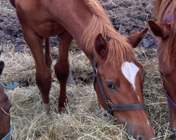 horse Safari (Russian Trakehner, 2022, from Golkiper)