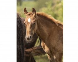 dressage horse Farao Z (Zangersheide riding horse, 2023, from Flint)