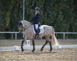 horse Croaghrimcarra Covie (Connemara Pony, 2018, from Lankill Lad)