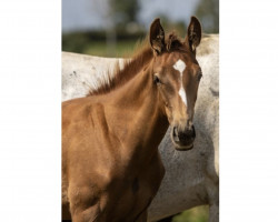 dressage horse Fritz Z (Zangersheide riding horse, 2023, from Flint)