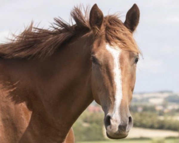 dressage horse Falmi Z (Zangersheide riding horse, 2020, from Forrest Gump)