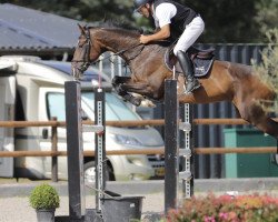 jumper Mamma Mia de Paep (Belgian Warmblood, 2012, from Namelus R)