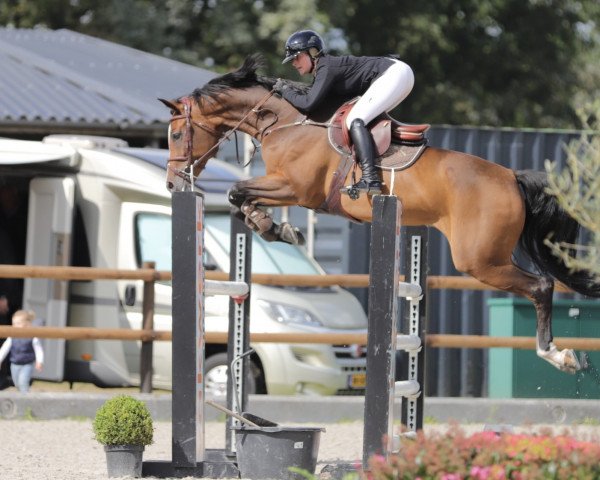 jumper Cocoa Beach (Oldenburg show jumper, 2015)