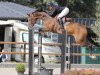 jumper Cocoa Beach (Oldenburg show jumper, 2015)