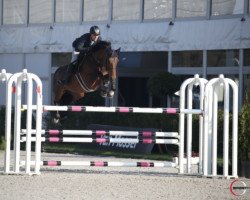 stallion Estoril du Cedre (anglo european sporthorse, 2014, from Jarnac)