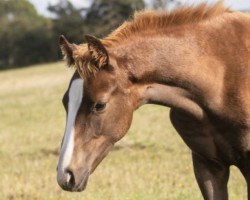 dressage horse Frida Z (Zangersheide riding horse, 2023, from Farbenspiel)