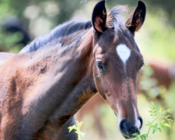 dressage horse Fiona Z (Zangersheide riding horse, 2023, from Farbenspiel)