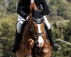 jumper Valmeo (Hanoverian, 2012, from Van Helsing)