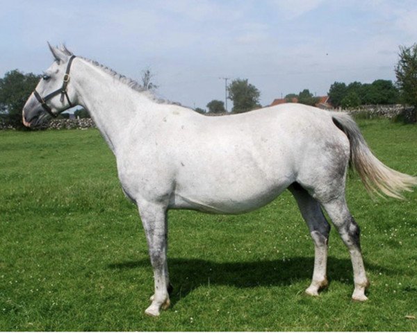 Zuchtstute CSF Telly Cruz (Irish Sport Horse, 2005, von Cruising)