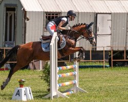 jumper Bella 1297 (German Riding Pony, 2010, from Classic Dancer III)