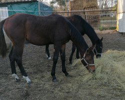 dressage horse Bobi (German Sport Horse, 2020, from DSP Benedetto Ragazzo)