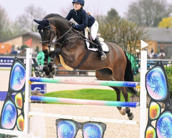 jumper Helena R (KWPN (Royal Dutch Sporthorse), 2012, from Namelus R)