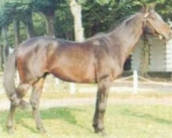 horse Le Riverain xx (Thoroughbred, 1975, from Riverman xx)