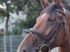 dressage horse Dalia 87 (Westphalian, 2016, from De Kooning)