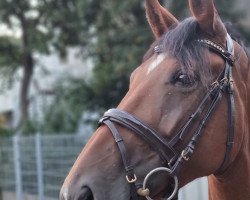 dressage horse Dalia 87 (Westphalian, 2016, from De Kooning)