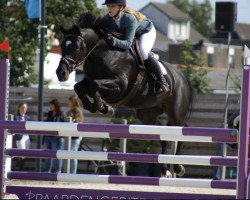 jumper Gossie Gossie (KWPN (Royal Dutch Sporthorse), 2011, from Ukato)