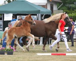 stallion Murphys Malmon (Black Forest Horse, 2016, from Murphy 177)