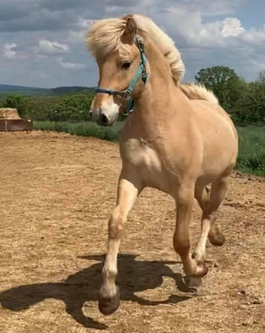 Deckhengst SOS Rurik (Fjordpferd, 2019, von YRF Trygve)